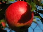 „Dzień Jabłka” – festyn