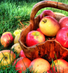 Festyn z okazji „Święta Jabłka”