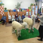 Alpaki w naszej szkole – SP3